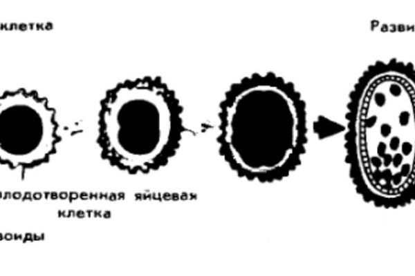 Кракен 17 af