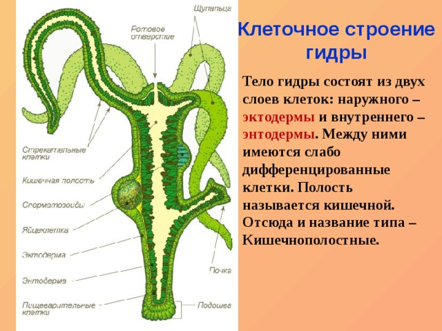 Kra9.at